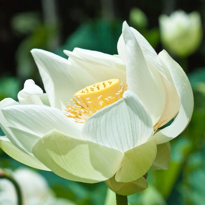 Nelumbo nucifera Stellar White - Lotus des Indes blanc (Floraison)