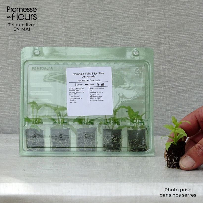Example of Némésia Fairy Kiss Pink Lemonade Mini-motte Ø 1,5/2,5 cm, Livré en plant vert de 5 à 10 cm de hauteur as you get in printemps