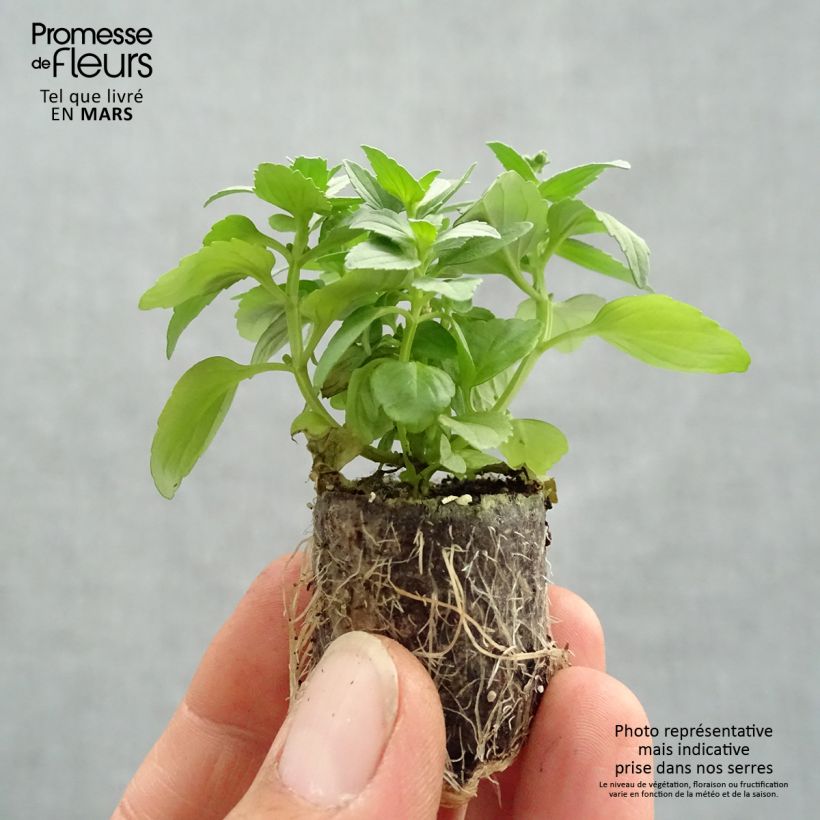 Example of Nemesia Fairy Kisses Citrine Mini-motte Ø 3/4 cm, Plant vert de 5 à 10 cm de haut as you get in printemps