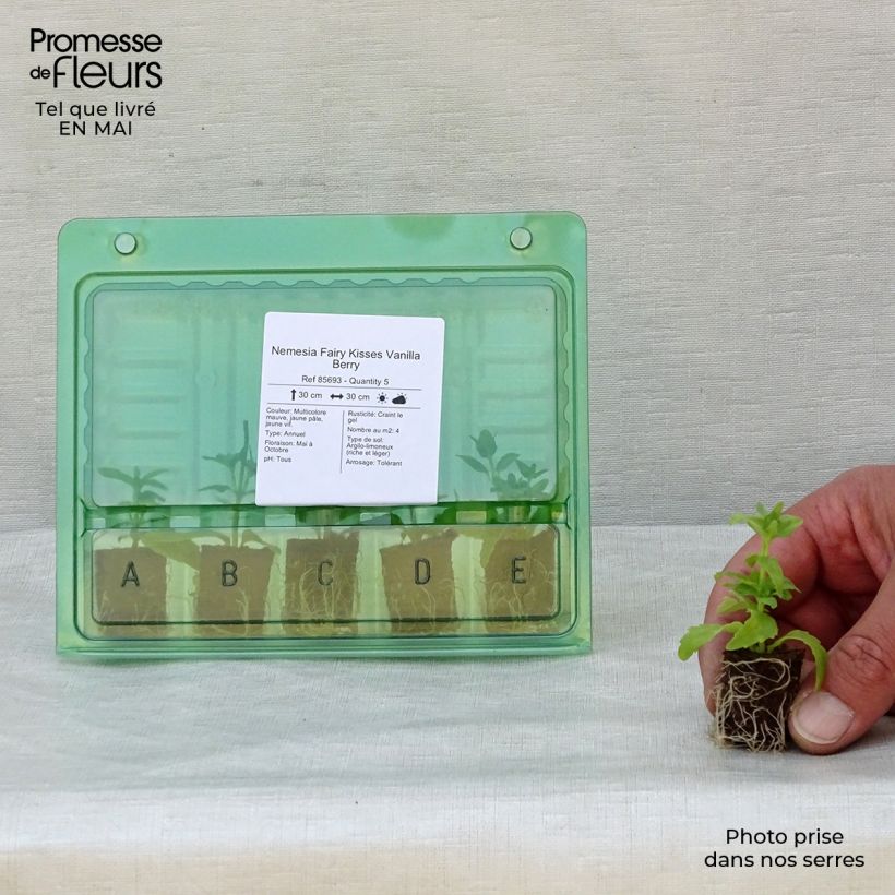 Spécimen de Nemesia Fairy Kisses Vanilla Berry Mini-motte Ø 1,5/2,5 cm, Plant vert de 5 à 10 cm de haut tel que livré au printemps