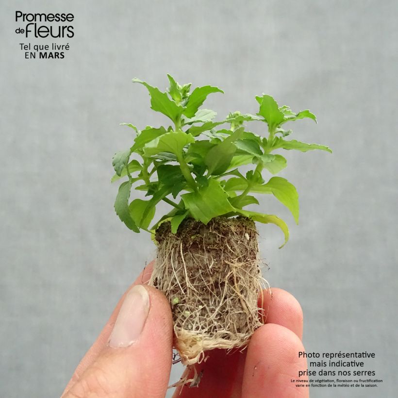 Example of Nemesia Honey White - Sunpeddle White Perfume Mini-motte Ø 1,5/2,5 cm as you get in printemps