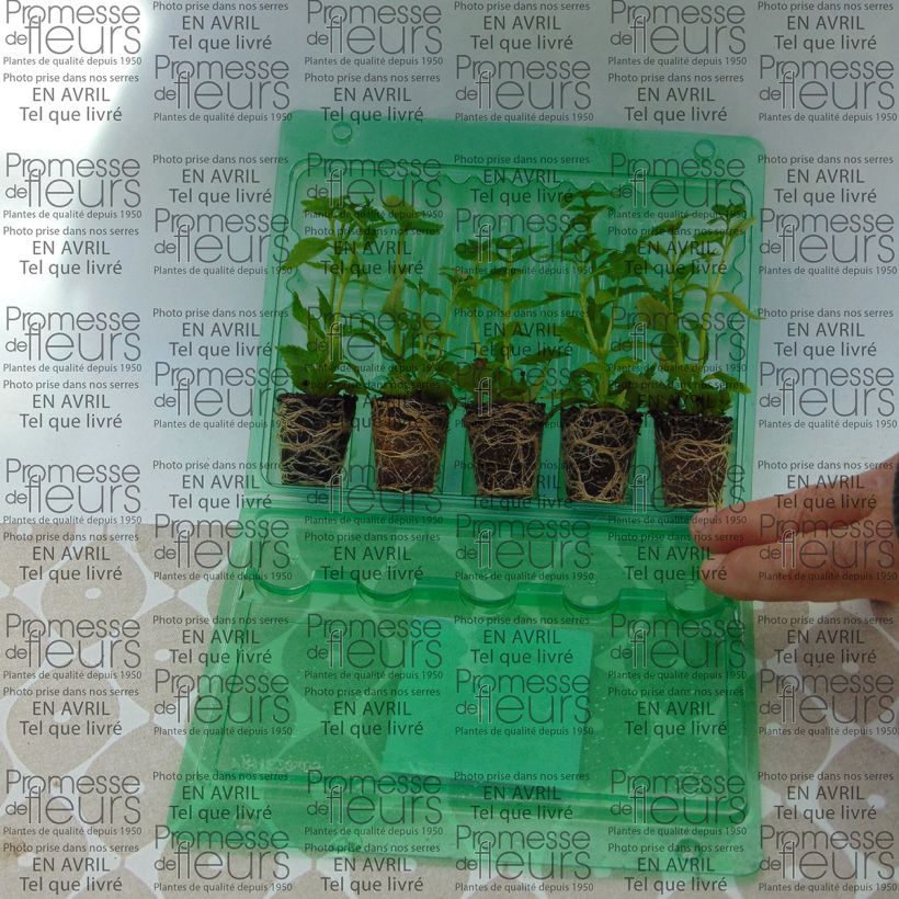 Exemple de spécimen de Némésia Karoo White Mini-motte Ø 3/4 cm, Livré en plant vert de 5 à 10 cm de hauteur tel que livré