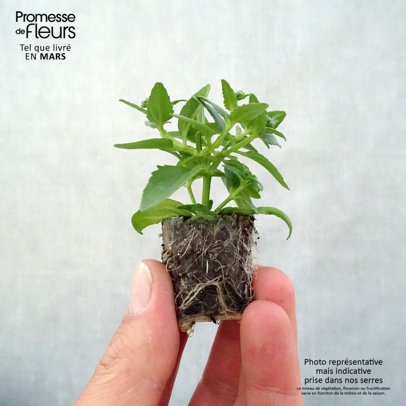 Example of Nemesia Honey White - Sunpeddle White Perfume Mini-motte Ø 3/4 cm, Plant vert de 5 à 10 cm de haut as you get in printemps