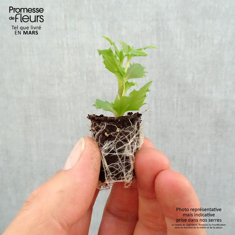 Example of Némésia  Sunsatia Plus Anona Mini-motte Ø 1,5/2,5 cm, Livré en plant vert de 5 à 10 cm de hauteur as you get in printemps