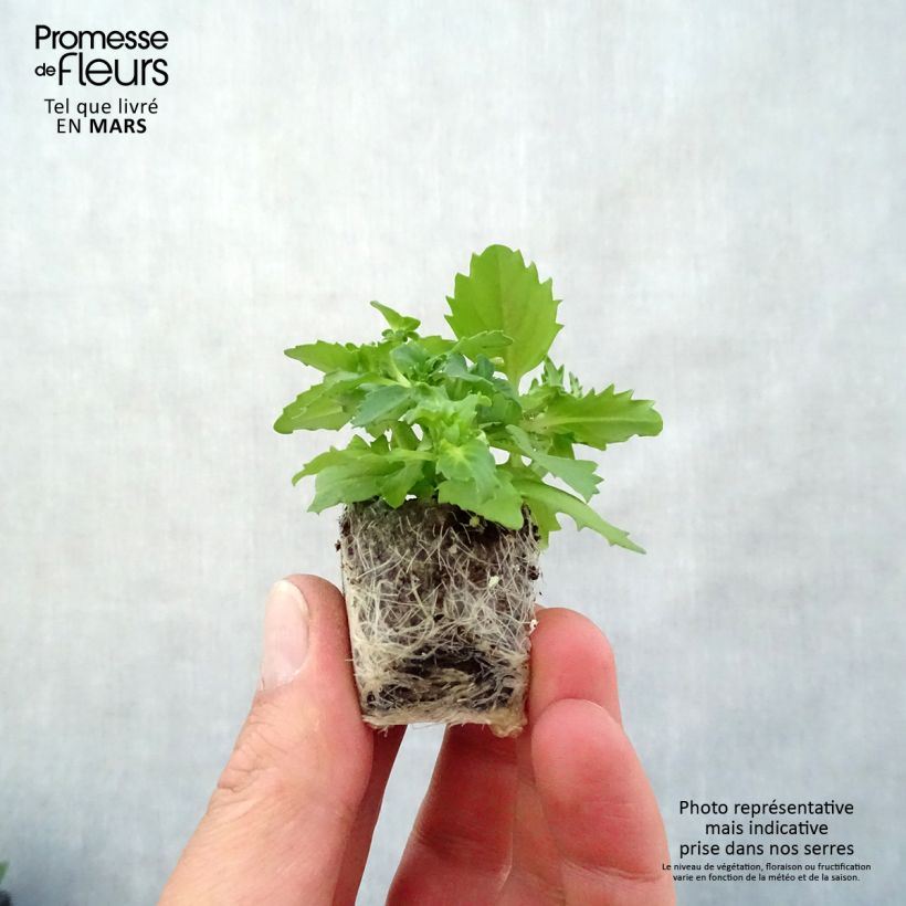 Example of Némésia Sunsatia Plus Berry Delight Mini-motte Ø 3/4 cm, Livré en plant vert de 5 à 10 cm de hauteur as you get in printemps