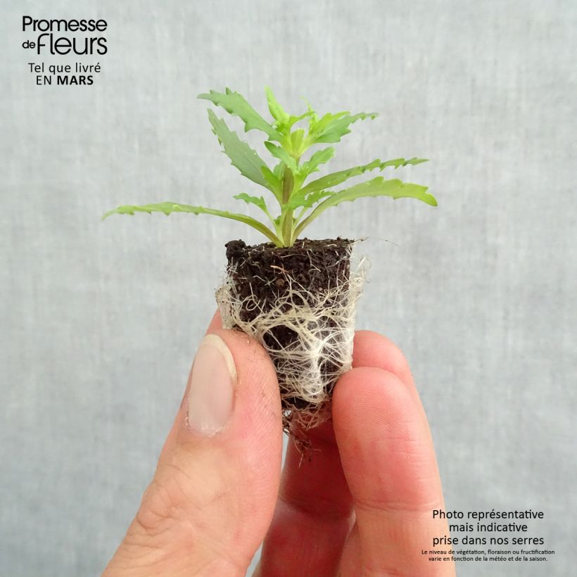 Example of Némésia Sunsatia Plus Little Vanilla Mini-motte Ø 1,5/2,5 cm, Livré en plant vert de 5 à 10 cm de hauteur as you get in printemps