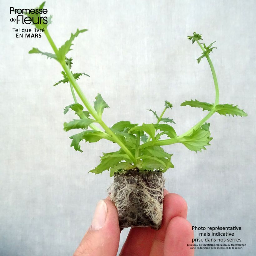 Example of Nemesia Sunsatia Plus Pomelo Mini-motte Ø 3/4 cm as you get in printemps