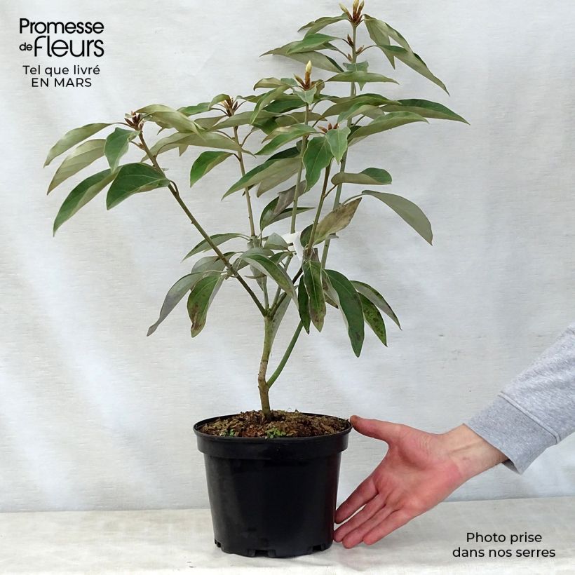 Spécimen de Neolitsea sericea Pot de 4L/5L tel que livré au printemps