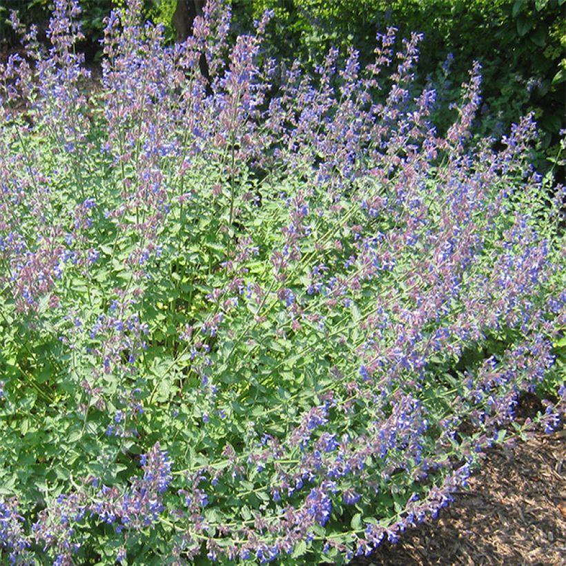 Nepeta Blue Dragon - Nepeta à fleurs bleu-violet (Flowering)