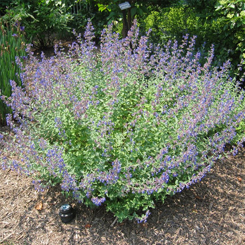 Nepeta Blue Dragon - Nepeta à fleurs bleu-violet (Plant habit)