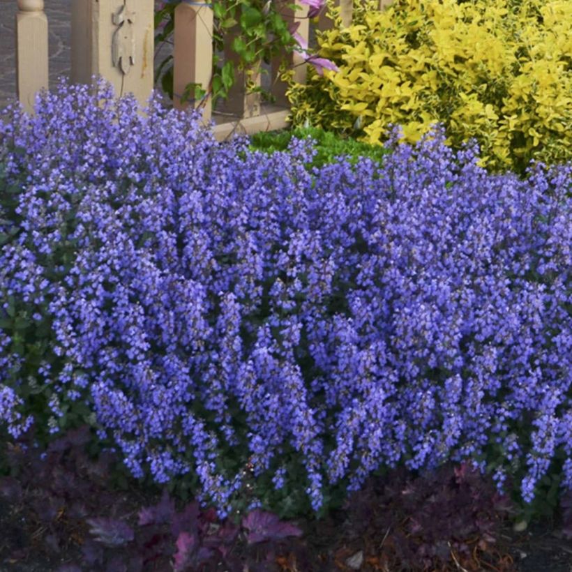 Nepeta faassenii Cat's Pajamas (Plant habit)