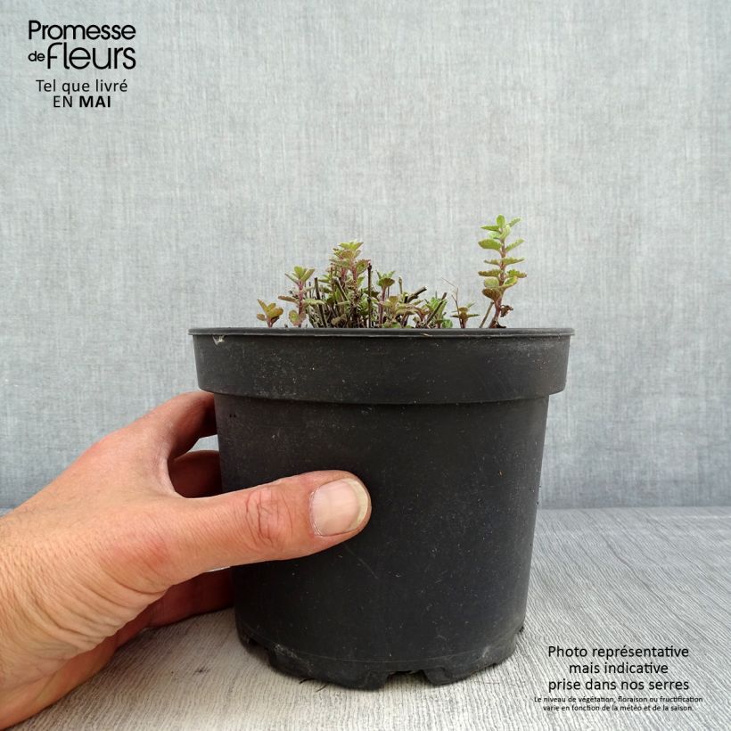 Example of Nepeta Kit Cat - Chataire Pot de 2L/3L as you get in printemps
