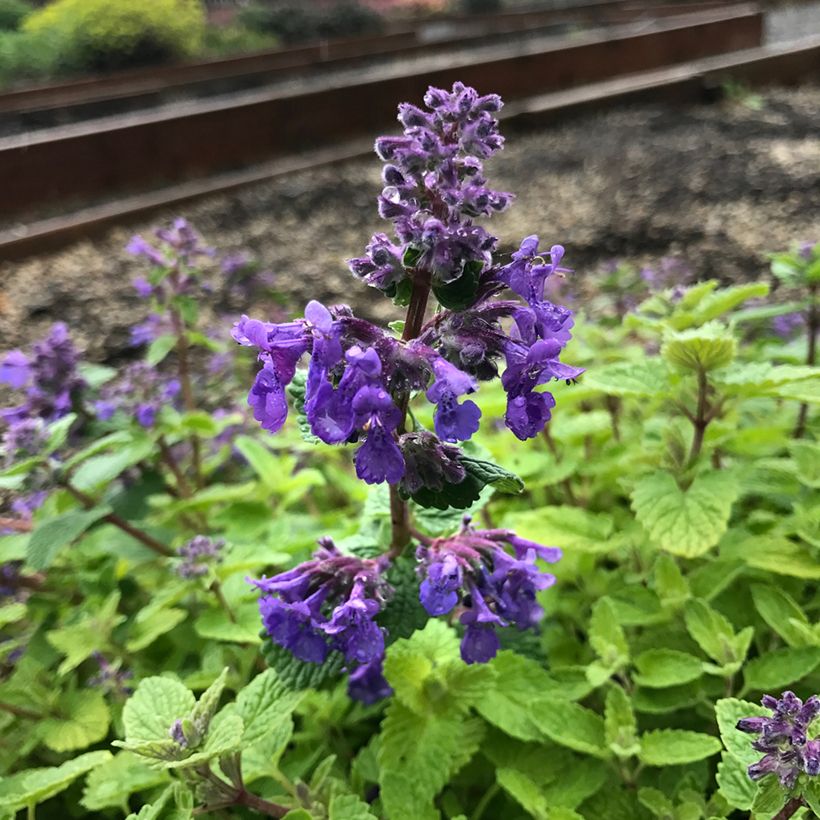 Nepeta Nova Blue - Népéta hybride (Flowering)