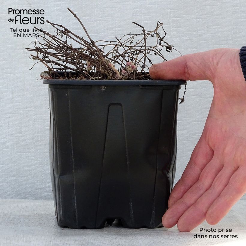 Spécimen de Nepeta Purrsian Blue - Chataire Pot de 2L/3L tel que livré au printemps