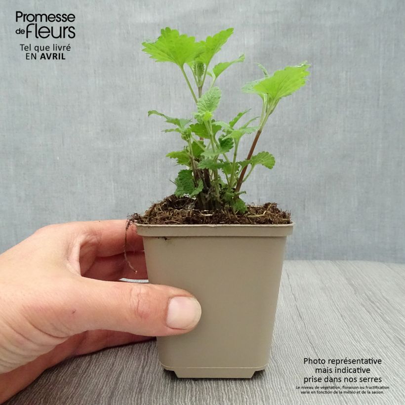 Example of Nepeta cataria Citriodora - Chataire citron. Godet de 8/9 cm as you get in printemps
