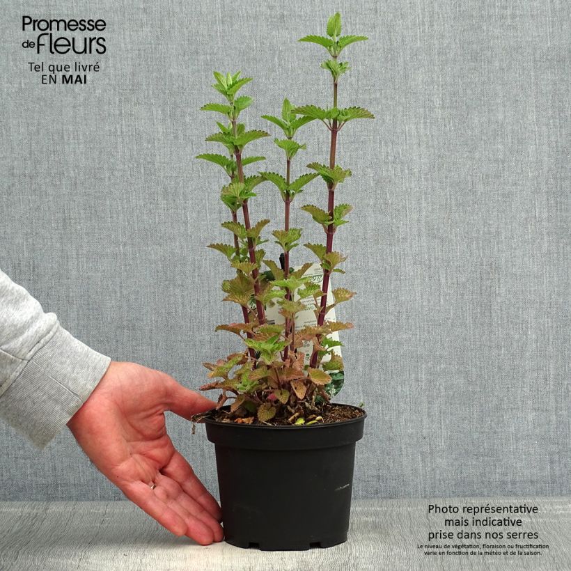 Example of Nepeta cataria Citriodora - Chataire citron. Pot de 1,5L/2L as you get in printemps