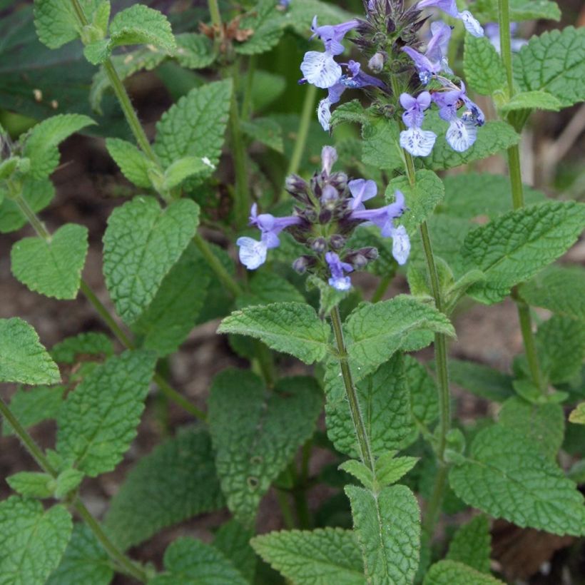 Chataire de l'Himalaya - Nepeta clarkei (Foliage)