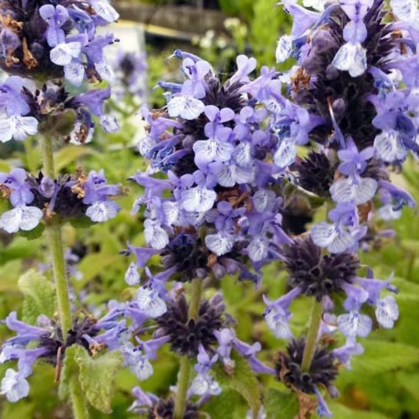 Chataire de l'Himalaya - Nepeta clarkei (Flowering)
