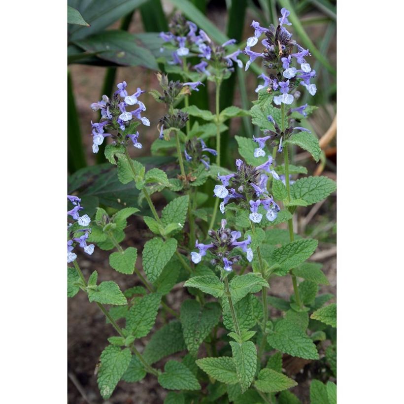 Chataire de l'Himalaya - Nepeta clarkei (Plant habit)