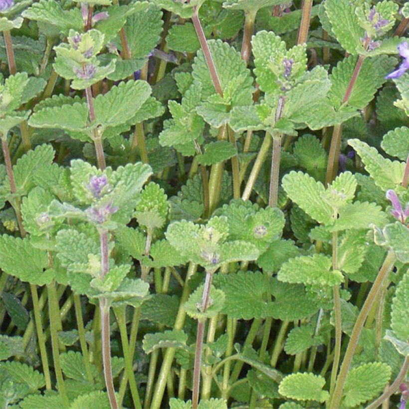 Nepeta faassenii - Népéta hybride (Foliage)