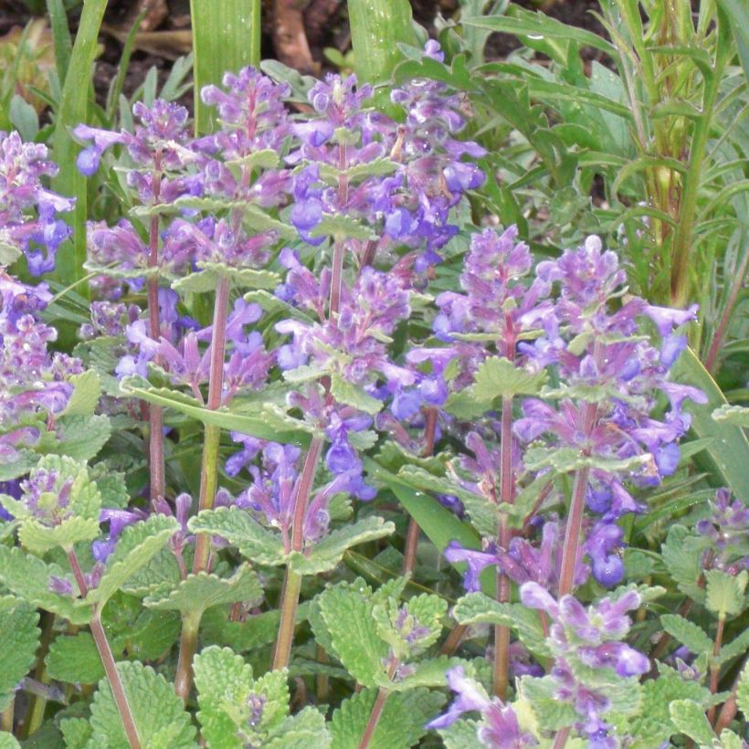 Nepeta faassenii - Népéta hybride (Flowering)