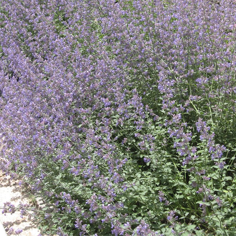 Nepeta faassenii - Népéta hybride (Plant habit)