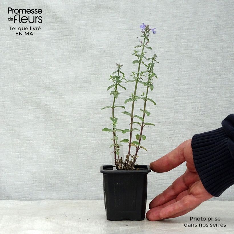 Spécimen de Nepeta faassenii Cat’s Meow - Chataire  Godet de 8/9 cm tel que livré au printemps