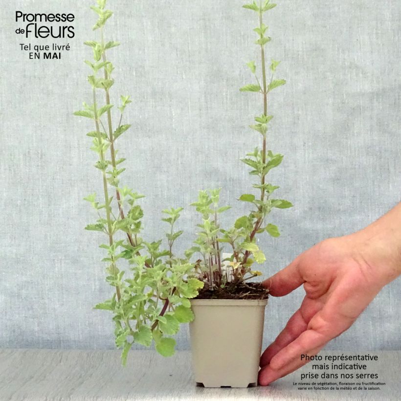 Spécimen de Nepeta faassenii Six Hill Giant Gold Godet de 8/9 cm tel que livré au printemps