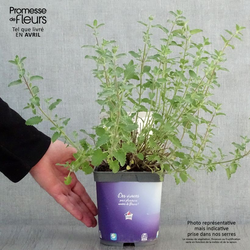 Example of Nepeta faassenii Six Hill s Giant Pot de 2L/3L as you get in printemps