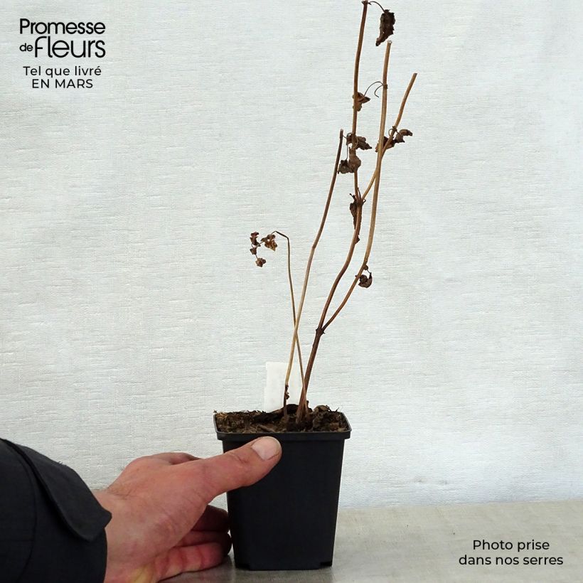 Example of Nepeta govaniana Godet de 8/9 cm as you get in printemps