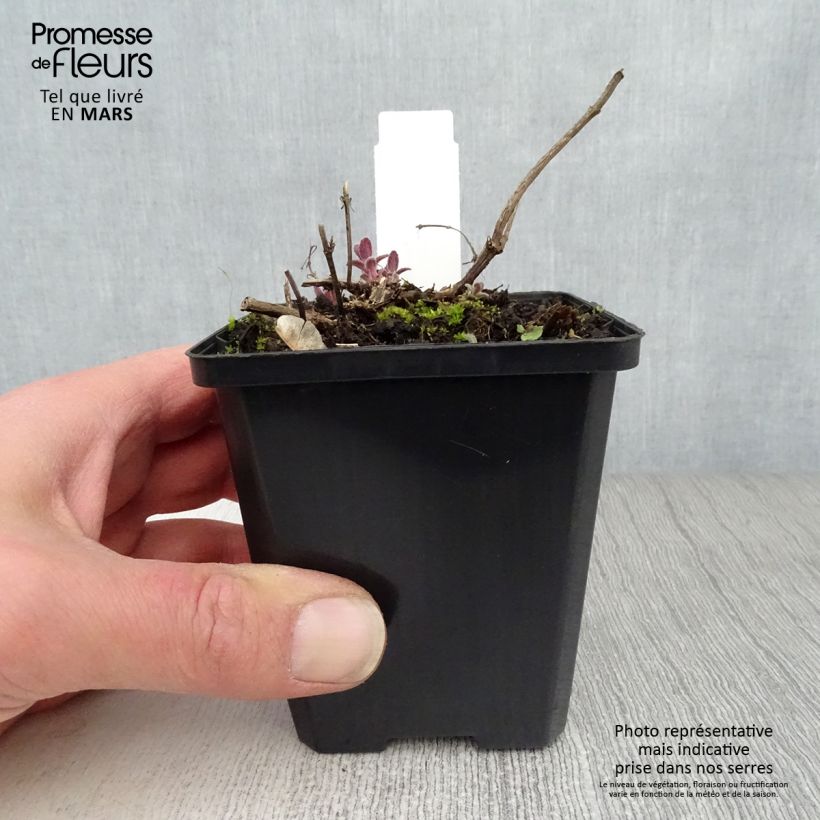 Example of Nepeta grandiflora Bramdean Godet de 8/9 cm as you get in printemps