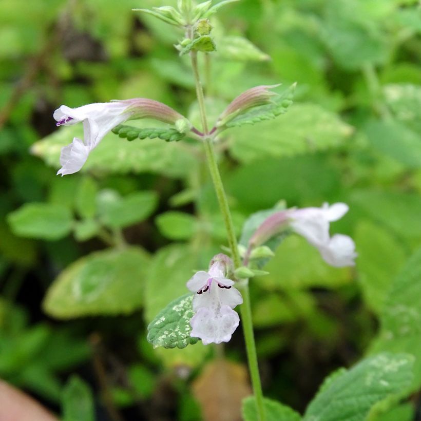 Nepeta grandiflora Dawn to Dusk (Flowering)