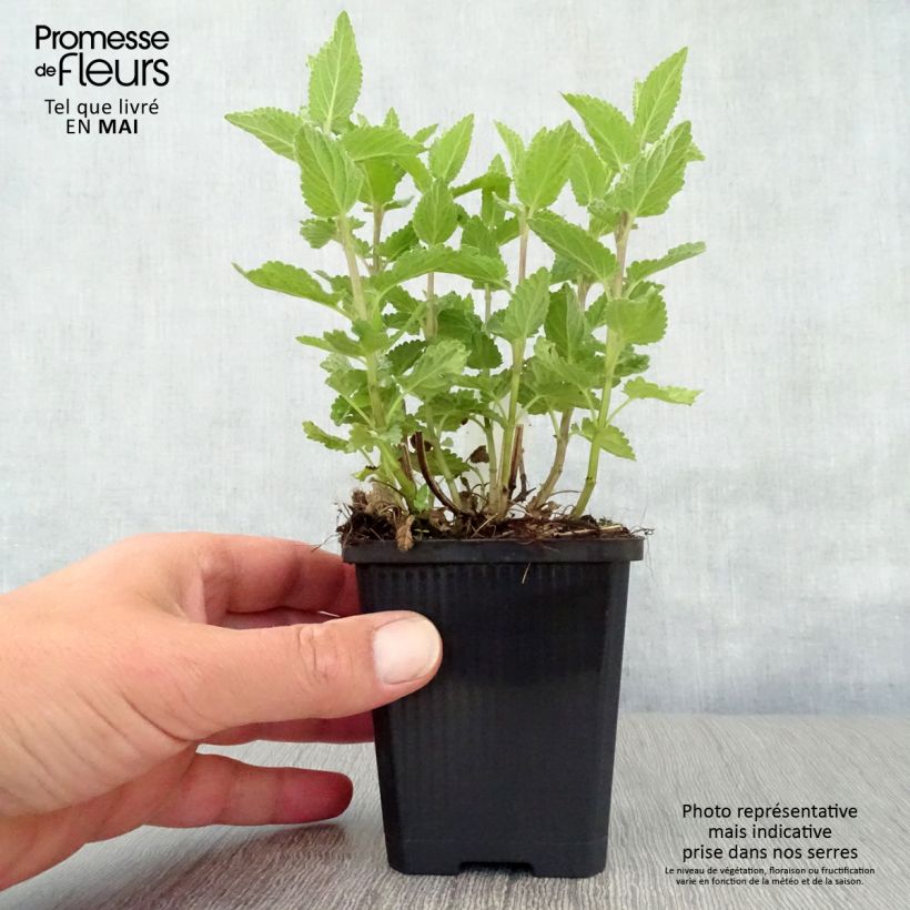 Example of Nepeta grandiflora Dawn to Dusk Godet de 8/9 cm as you get in printemps