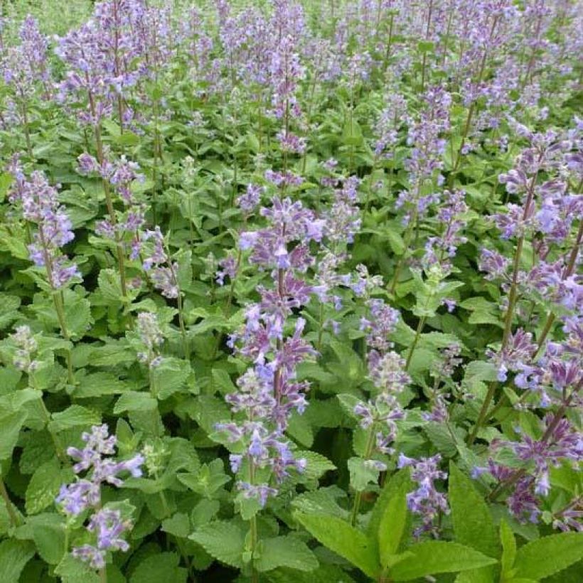 Nepeta grandiflora Summer Magic (Foliage)