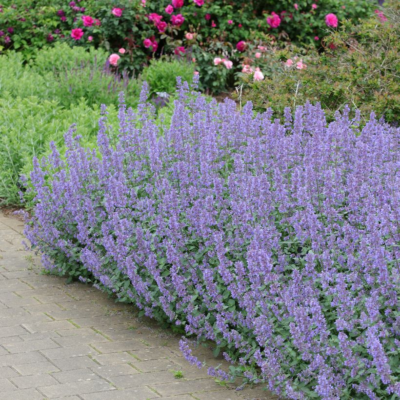 Nepeta grandiflora Summer Magic (Plant habit)