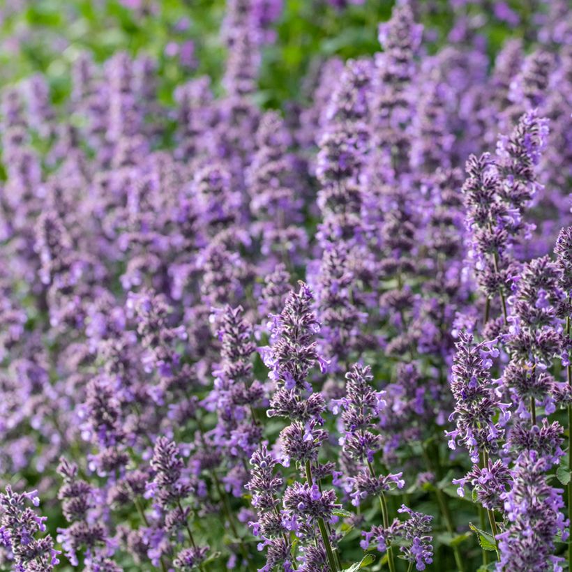 Nepeta grandiflora Summer Magic (Flowering)