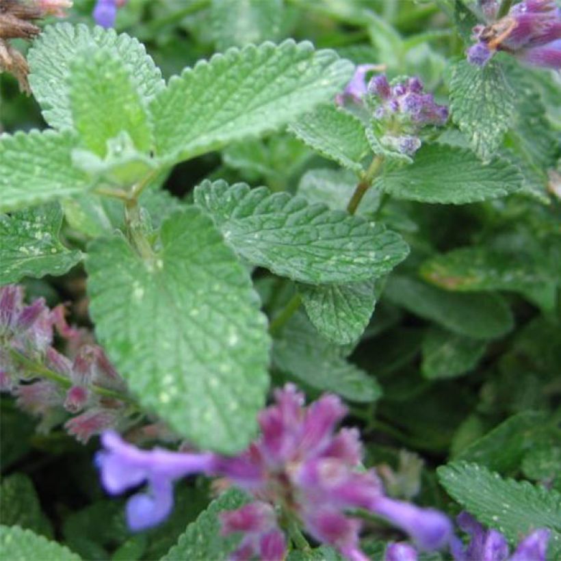 Nepeta grandiflora Wild Cat - chataire (Foliage)