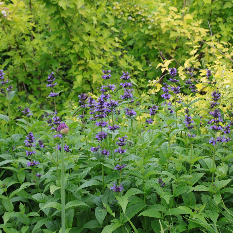 Nepeta kubanica - Chataire (Plant habit)