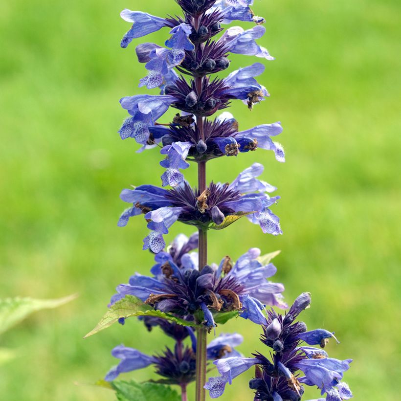 Nepeta kubanica - Chataire (Flowering)