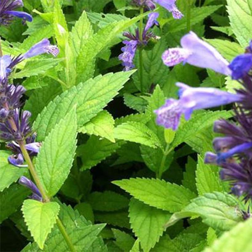 Nepeta manchuriensis Manchu Blue (Foliage)