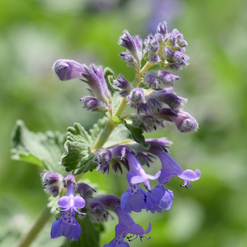 Nepeta manchuriensis Manchu Blue (Flowering)