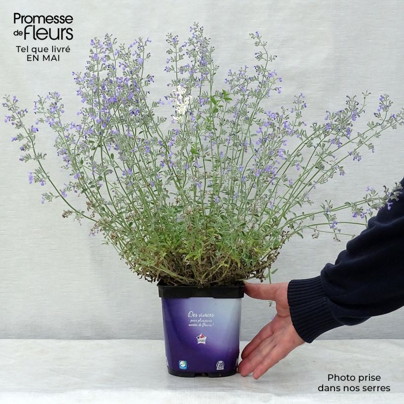 Example of Nepeta mussinii (racemosa) - Chataire Pot de 2L/3L as you get in printemps