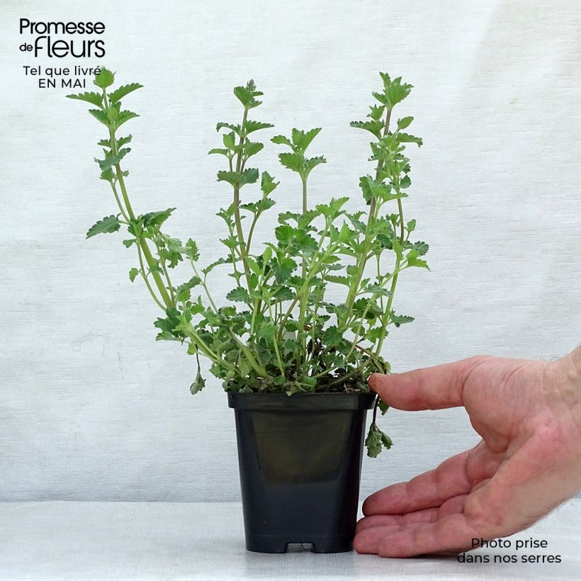 Example of Nepeta mussinii (racemosa) - Chataire Godet de 8/9 cm as you get in printemps