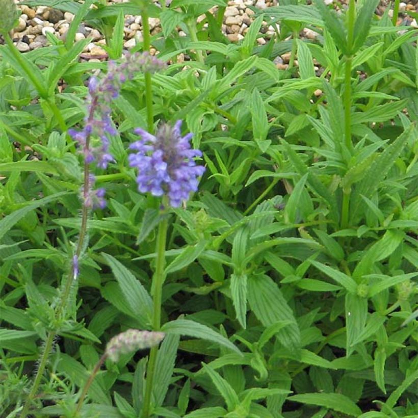 Nepeta nervosa - Chataire nervurée (Foliage)