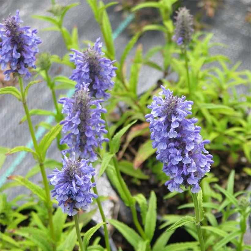 Nepeta nervosa - Chataire nervurée (Flowering)