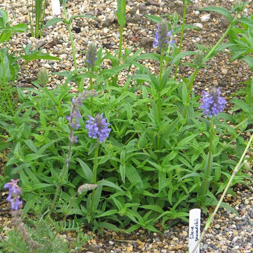 Nepeta nervosa - Chataire nervurée (Plant habit)