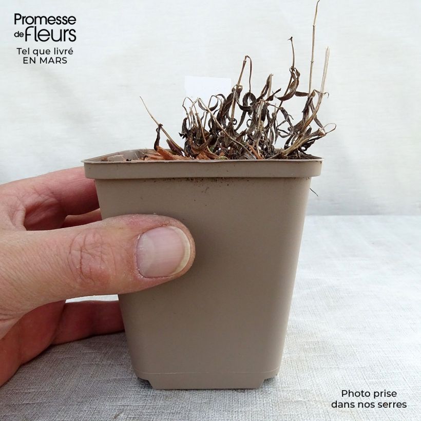 Example of Nepeta nervosa - Chataire nervurée Godet de 8/9 cm as you get in printemps