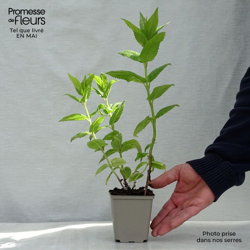 Example of Népéta nervosa Neptune - Chataire Godet de 8/9 cm as you get in printemps