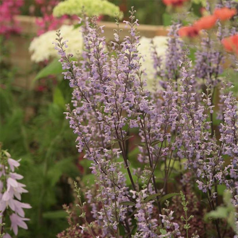 Nepeta nuda Purple Cat - Chataire (Flowering)