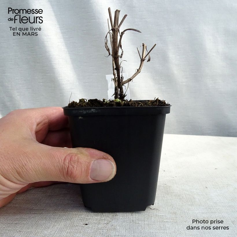 Example of Nepeta nuda Purple Cat - Chataire Godet de 8/9 cm as you get in printemps